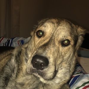 Meet your Posher, Lily